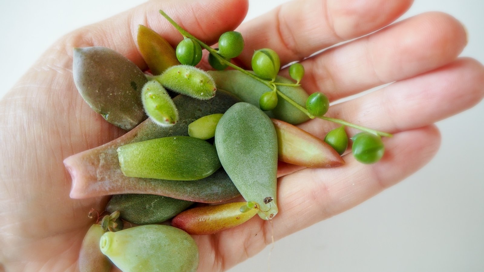 Close up of a hand holding several different leaves that have been plucked of their plants in order to propagate them.