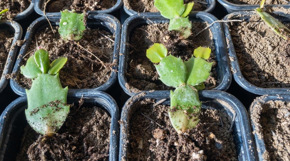 Close-up of small plant cuttings in seedling pots, showcasing young green succulents ready for relocation to their permanent spot.