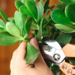 prune-jade-plant