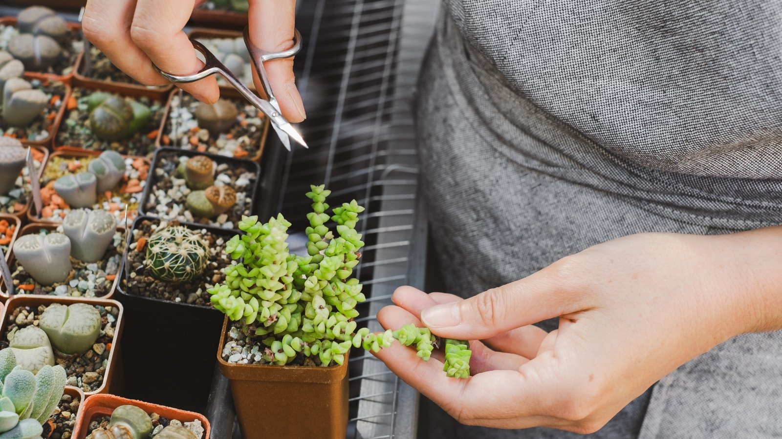 Close up of a woman's hands holding a small plant and a pair of small shears, getting ready to trim the plants stems.