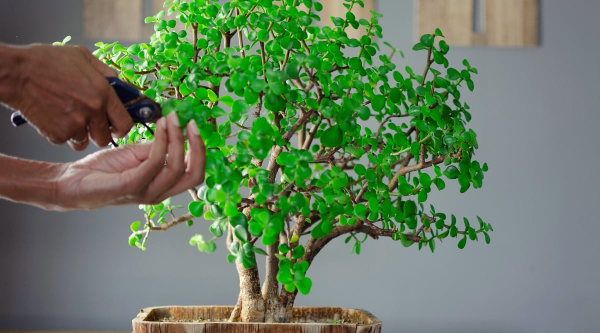 Close-up of a pruning Portulacaria afra bonsai plant against a gray wall. Female hands cut branches with black secateurs. The plant has wooden trunks and branched stems, covered with many small green leaves, slightly tear-shaped, tapering towards the base.