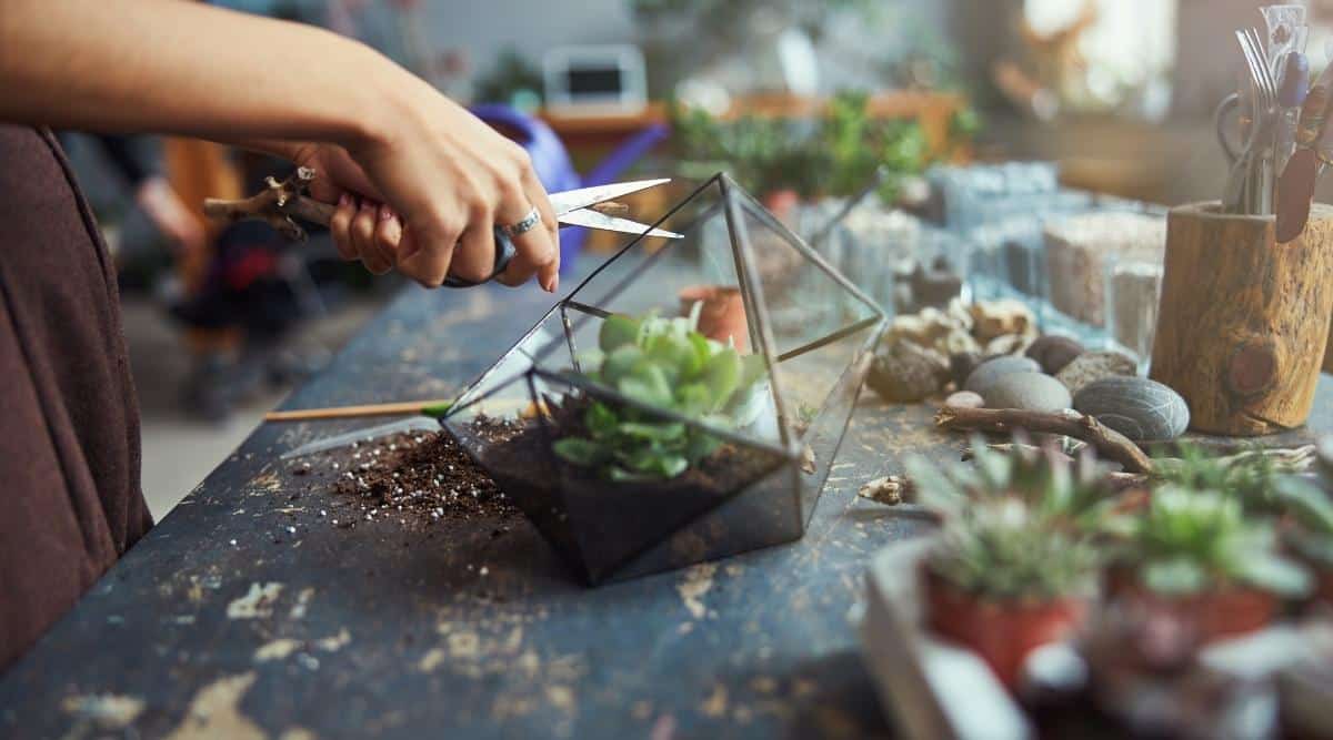 woman pruning succulent in a terrarium