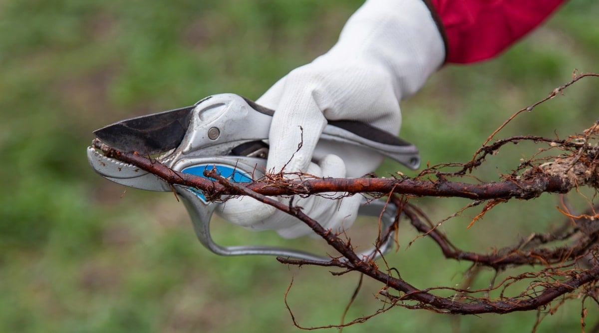 A pair of hands adorned in white gloves firmly holding a pruning shear, aiming to trim the tip of a plant's root ball. The sight of large, wet, and dark roots emphasizes the plant's vitality, while the grassy background reminds us of the thriving nature of the garden.