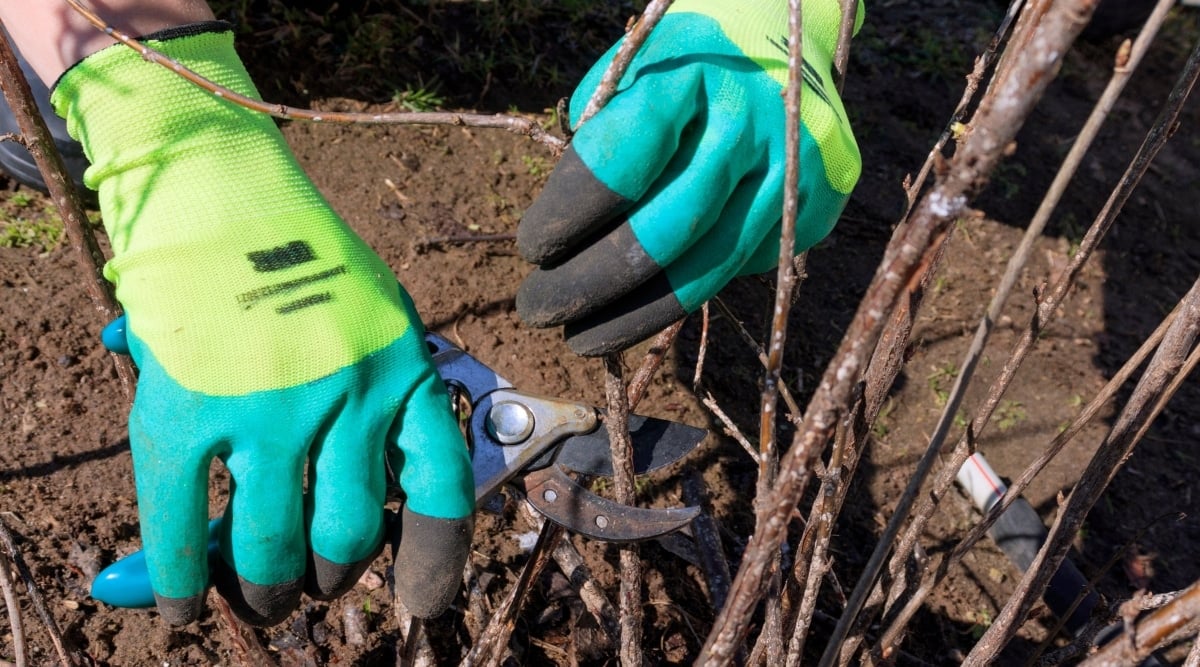 Within the grip of a hand adorned with gardening gloves, a pruning shear cuts through dead branches, symbolizing renewal and growth. These branches are firmly planted in the rich brown soil, ready to be removed and make way for new life.