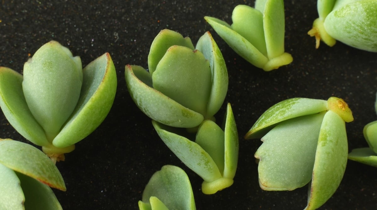 Close-up of the tiny pale green sprouts of the Kalanchoe plant on black soil. The sprouts consist of four fleshy oval leaves with slightly serrated edges.