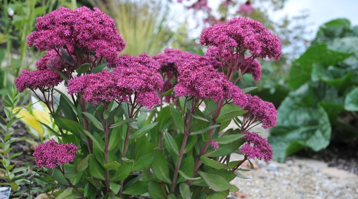 Image of Stonecrop's flowers, showcasing small pink petals clustered at the top of sturdy stems, surrounded by fleshy green leaves.