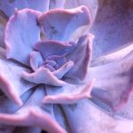 purple-succulents