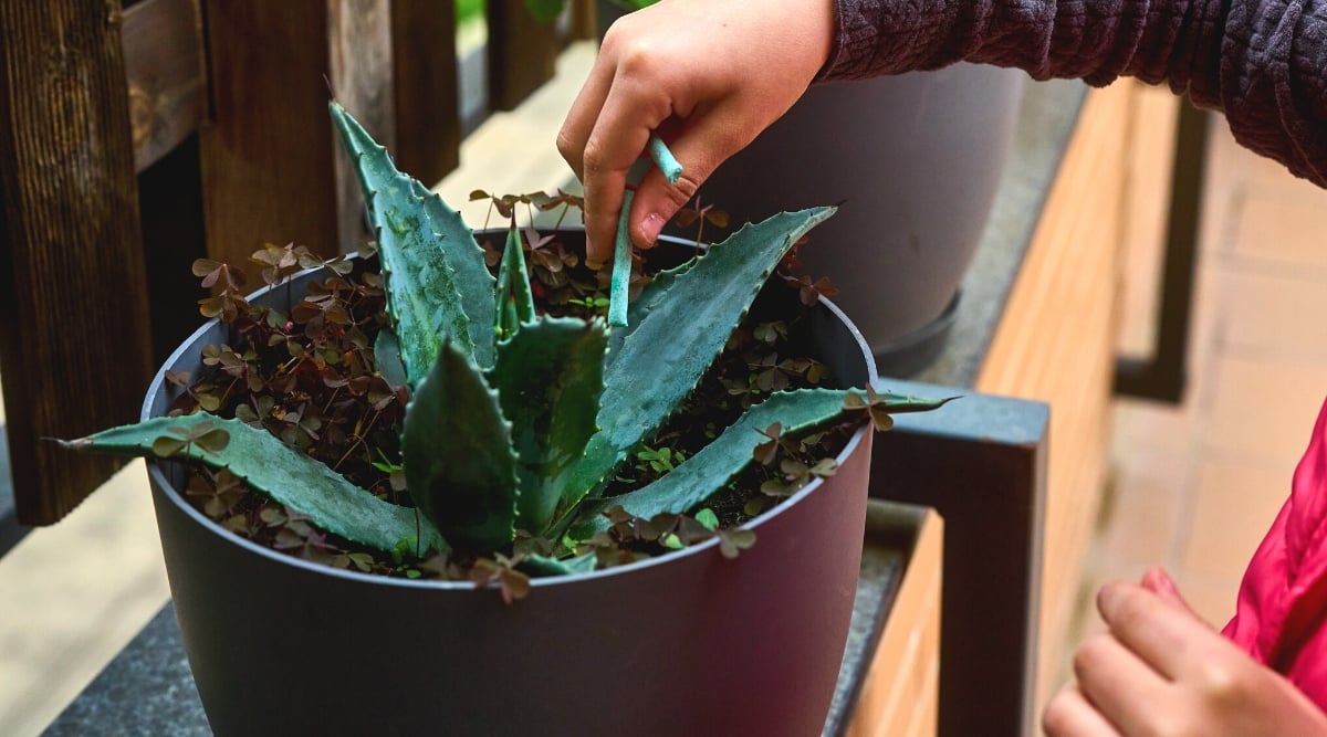 Hands holding blue fertilizer sticks over Agave montana succulent plant on a terrace.