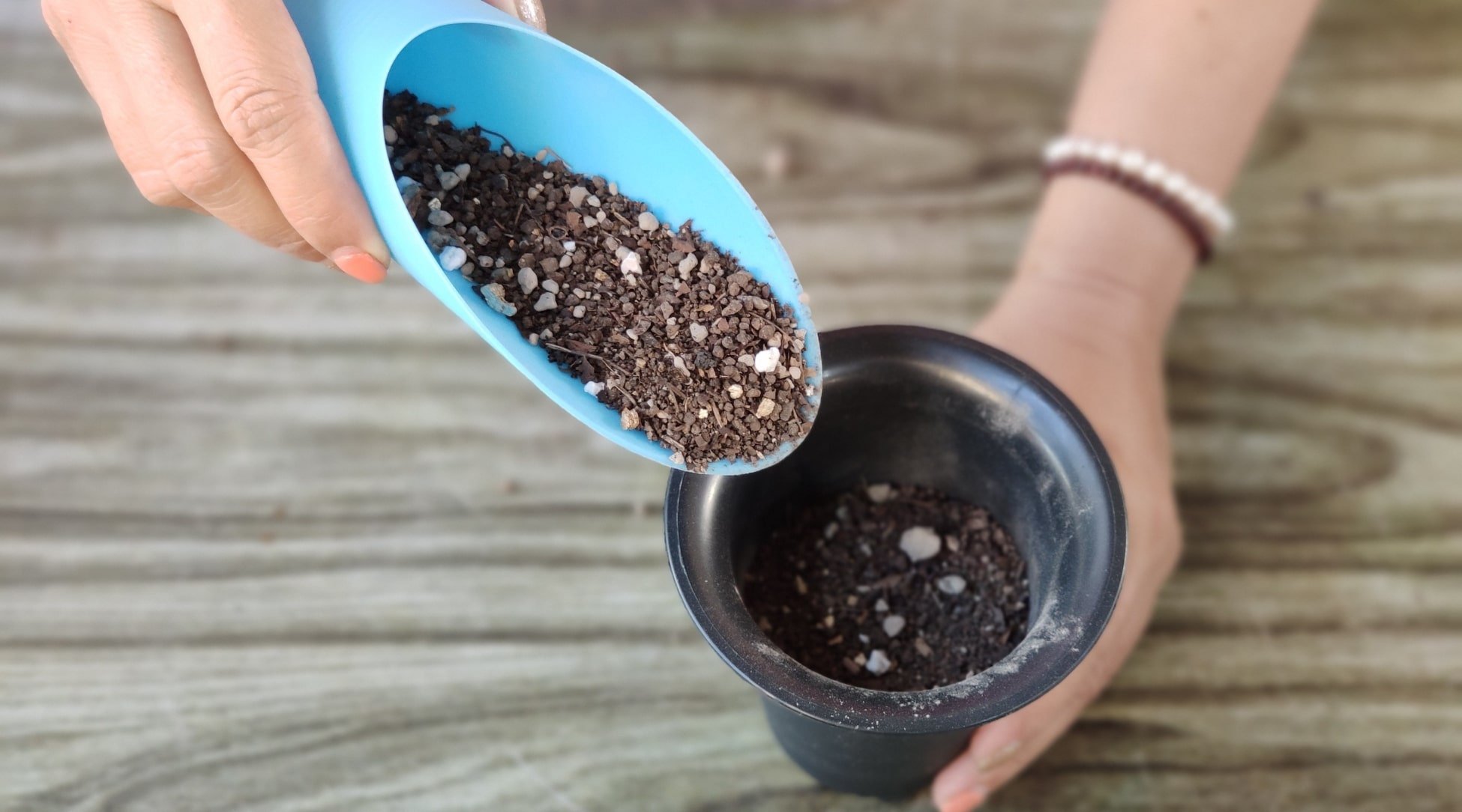 A person carefully transferring soil to a black container using a blue cup on a stable brown table. The soil is dark and rich, suitable for the plant.