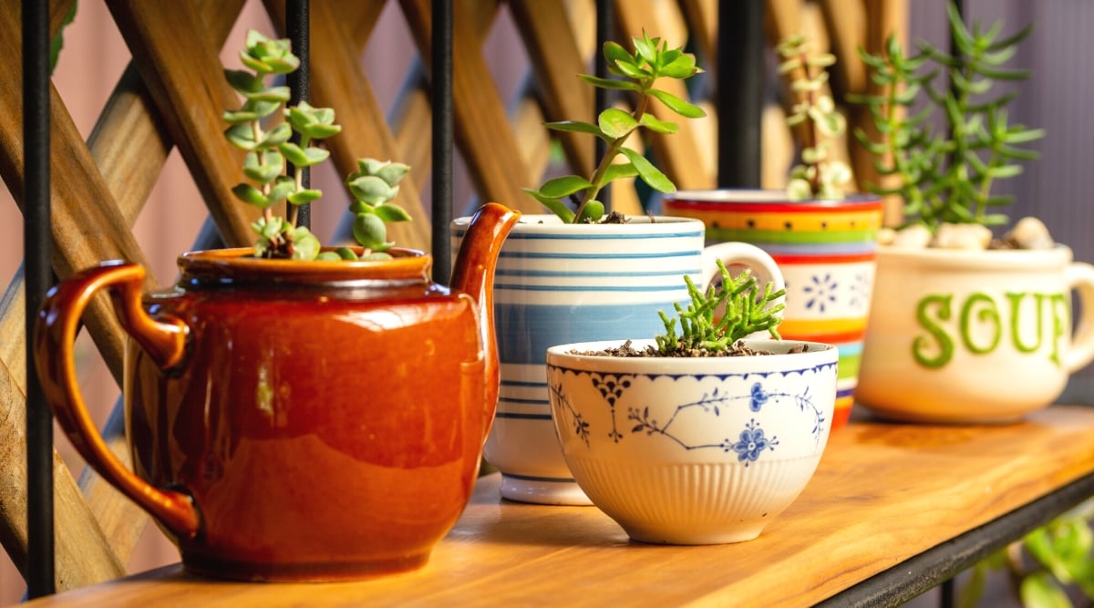 Various succulent plants displayed in repurposed teapots, mugs, and cups on a wooden shelf. A quirky and eco-friendly alternative to traditional plastic pots. Included succulents are Crassula perforata, Hatiora salicornioides, and Jade plant varieties.