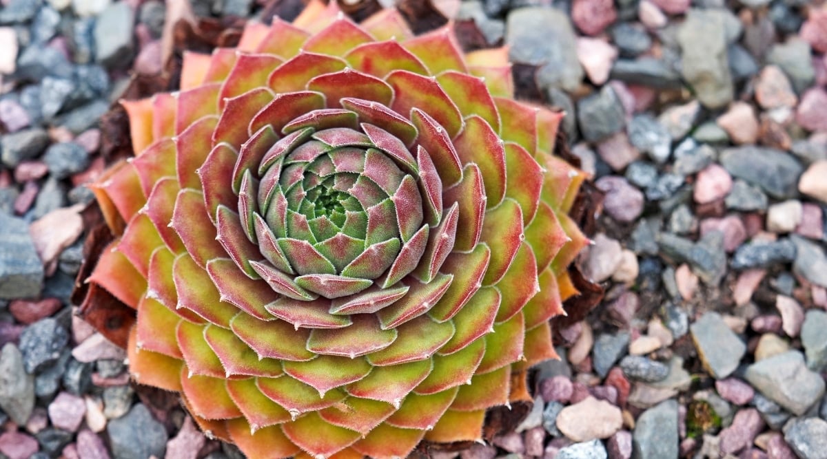 A close-up of a Liveforevers bloom featuring its light green and red petals that contrast beautifully with the small stones surrounding them. The flower boasts a cluster of narrow petals that curve delicately at the tips.