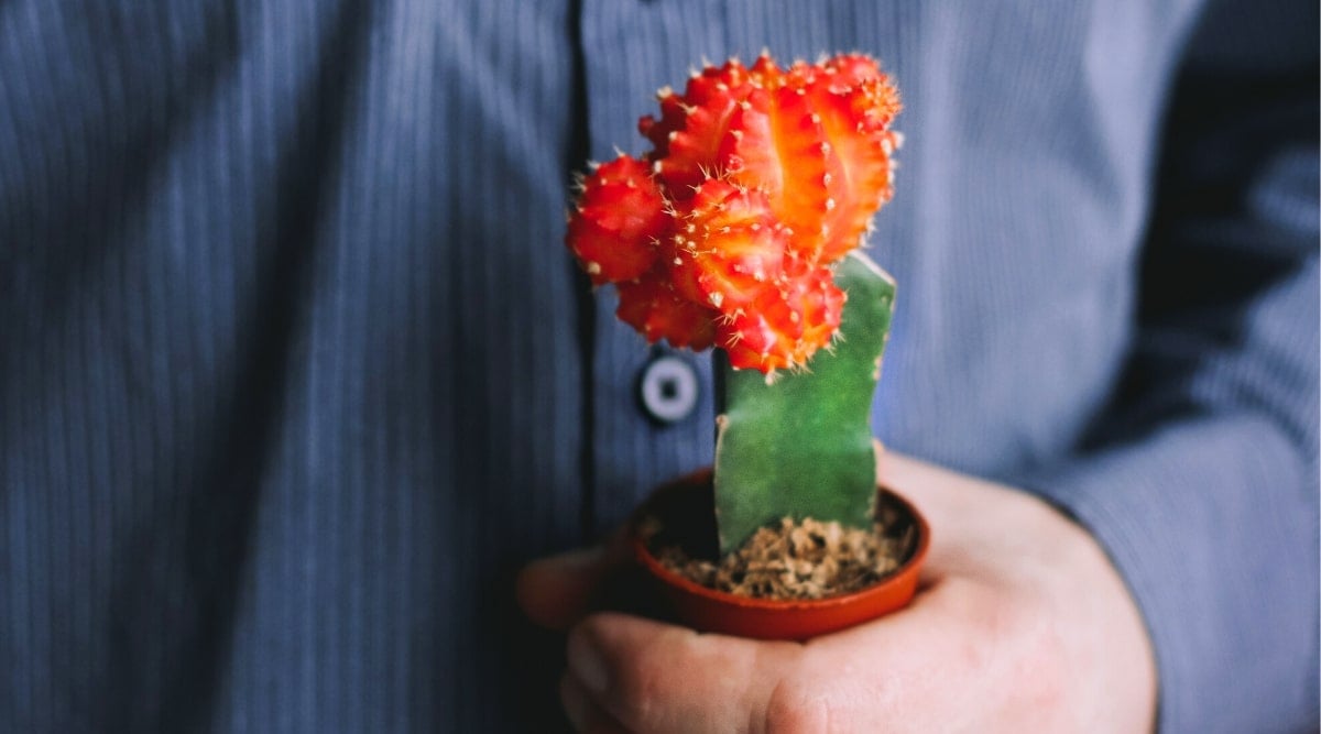 Close-up of a male hand holding a small cactus in front of him in a brown plastic pot. The moon cactus consists of a bright red rounded top covered with spines and an erect, oblong, fleshy, dark green cactus below. The man is wearing a dark blue shirt.