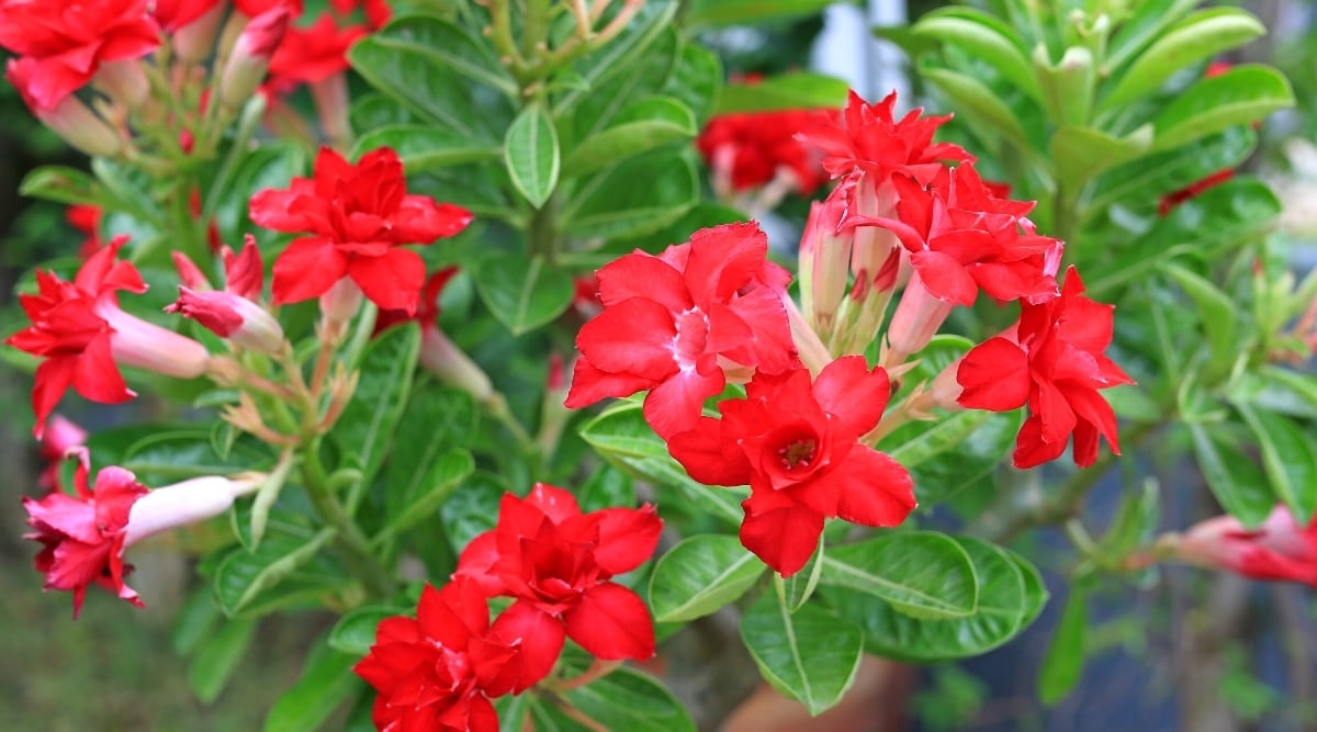 Close-up of a flowering succulent plant in a sunny garden. The plant has lush, glossy foliage, bright green in color, and obovate in shape. The flowers are large, tubular, semi-double, and bright red.