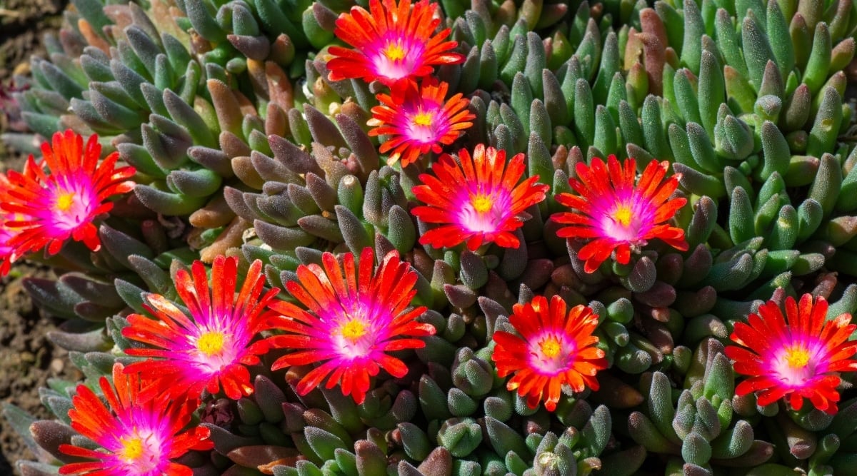 Delosperma 'Garnet'