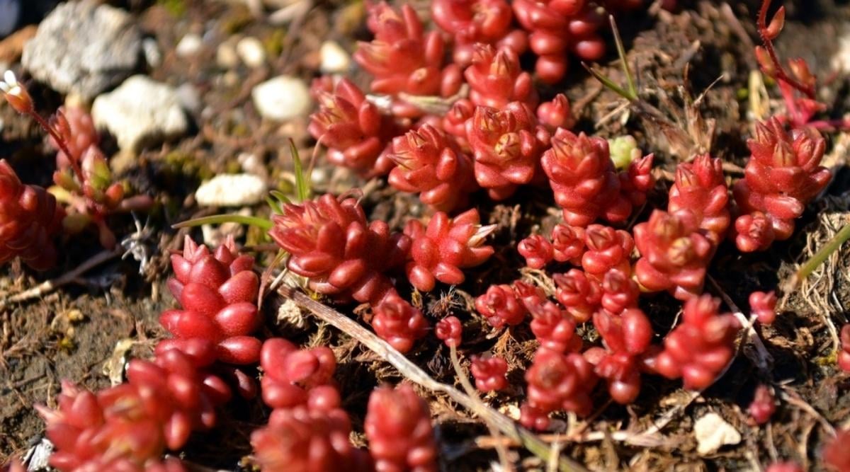 Red Stonecrop Growing in Nature