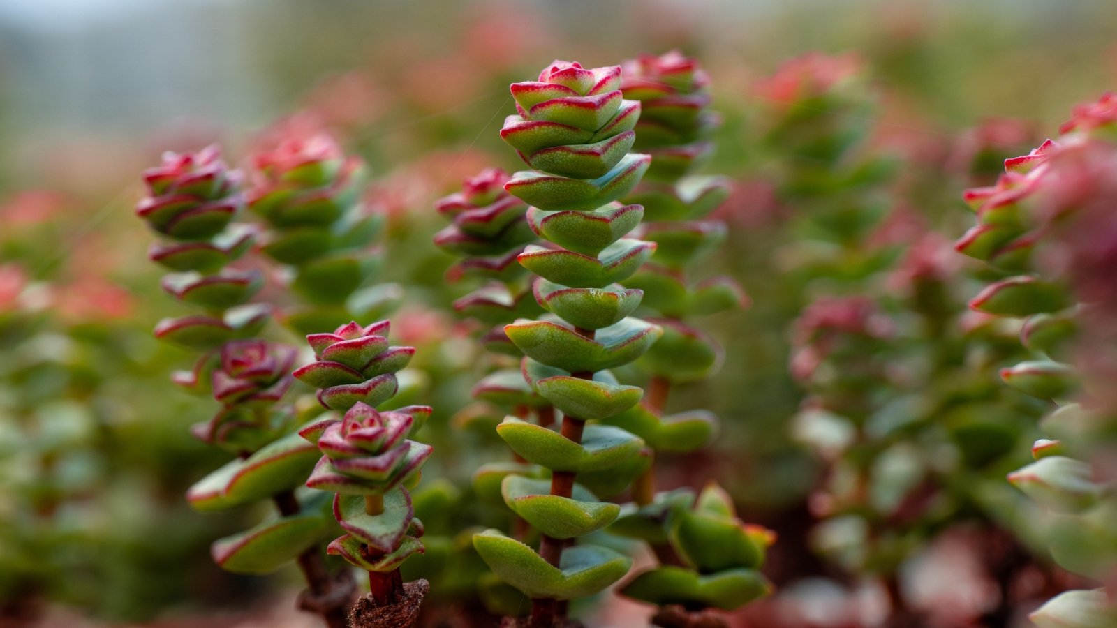 Close up of string of buttons with dark green leaves and red edges