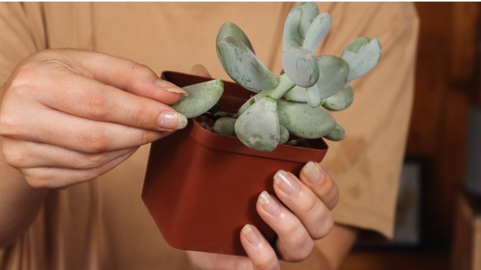 Hands holding a small square pot, with a small green plant. One hand is removing one thick, green leaf.