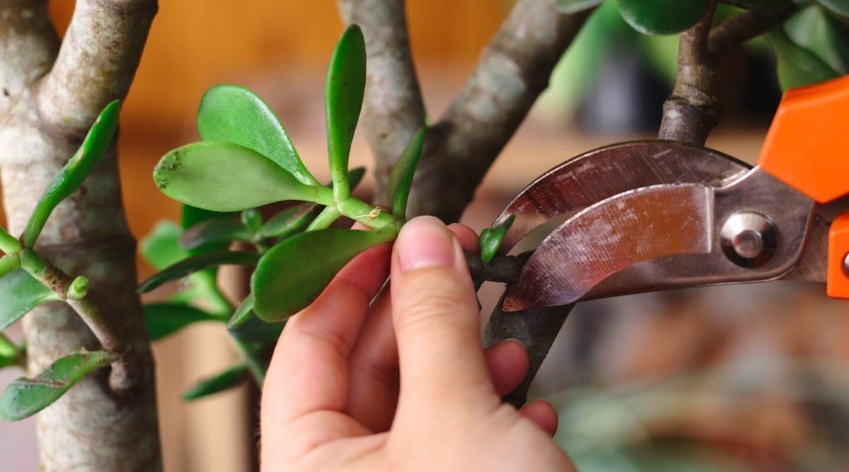 Close-up of hands cutting stretched branches of a succulent plant with orange secateurs.