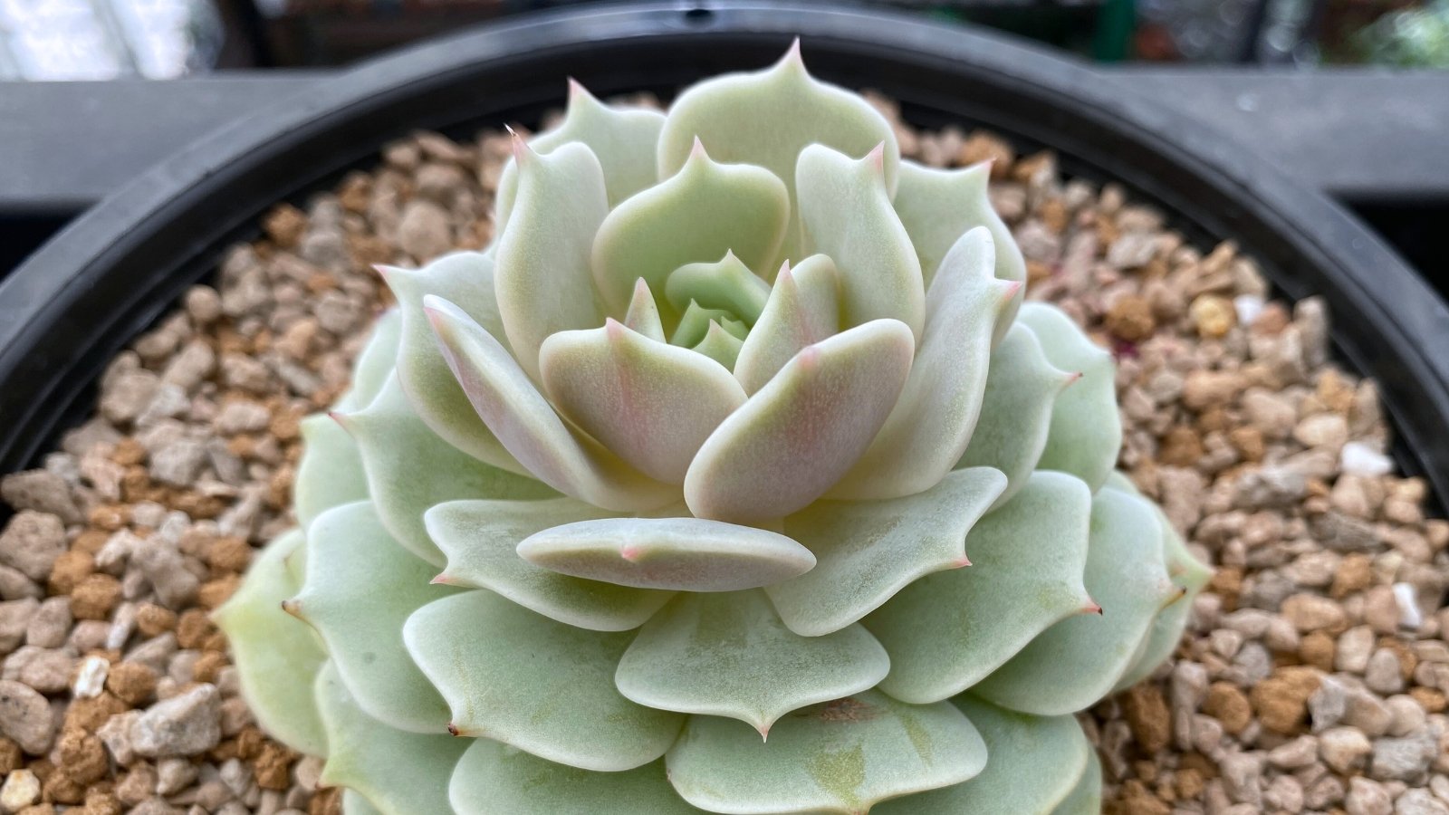 Close up of a small succulent in small pots. The succulent has light pinkish-green, plump, rounded leaves with a slight point at the tip, overlapping in a rosette formation. and the pot is filled with tiny, tan colored, pebbles.