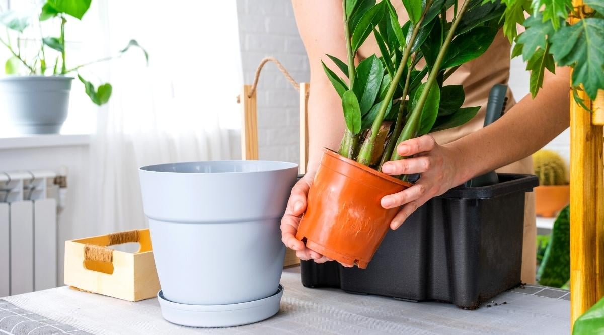 Transplanting an overgrown Zamioculcas succulent plant. Close-up of hands holding a potted Zamioculcas over a table with potting soil and a wooden board. The plant features lanceolate, glossy dark green leaves growing alternately for a lush appearance.