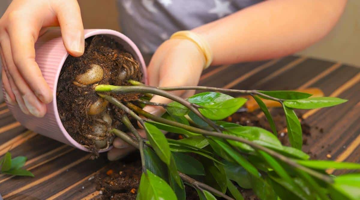 Repotting a plant in a white pot