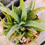 revive-dying-aloe