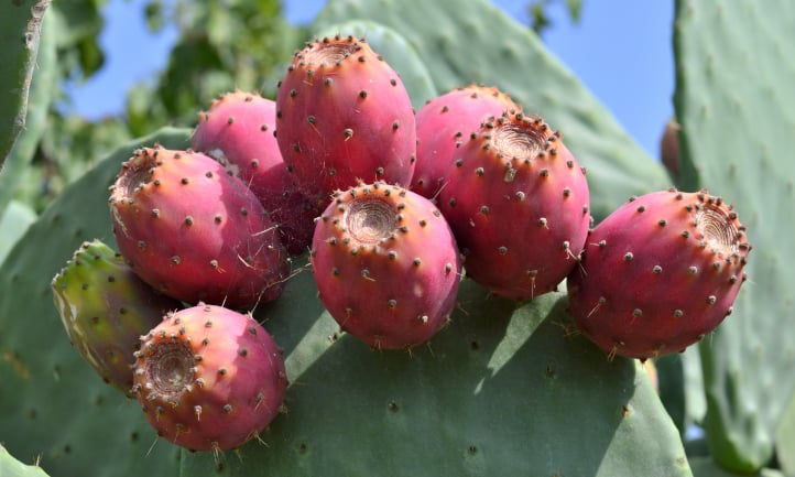 Ripe prickly pears