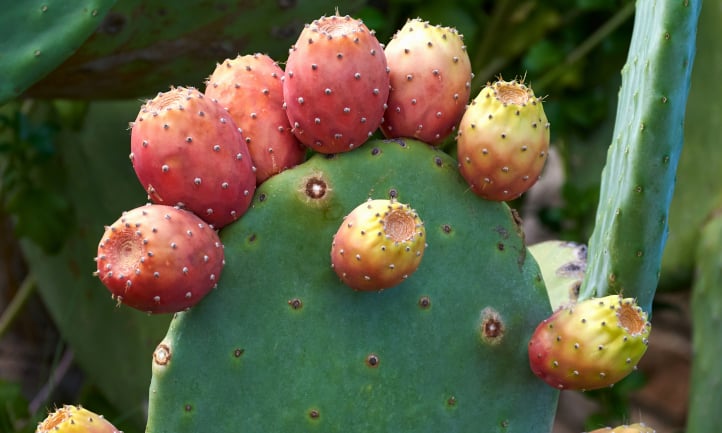 Ripening prickly pears