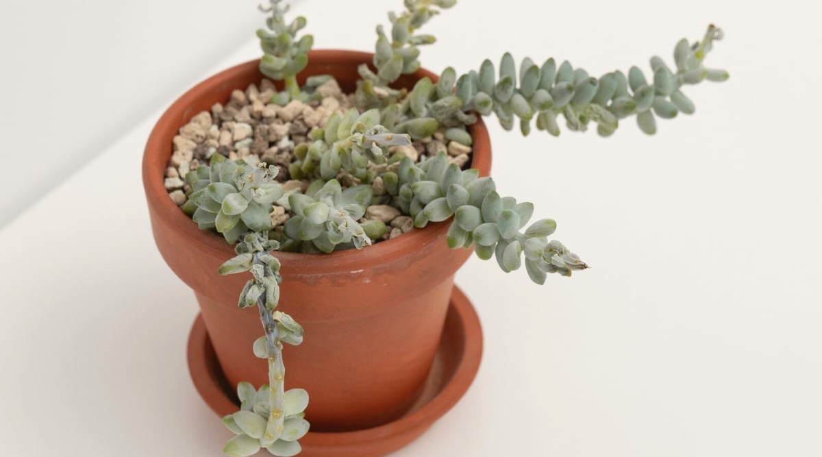 Close-up of a Burro's Tail diseased with root rot in a clay pot, in front of a white background. The plant has elongated stems covered with triangular blue-green fleshy leaves with some showing signs of rotting.