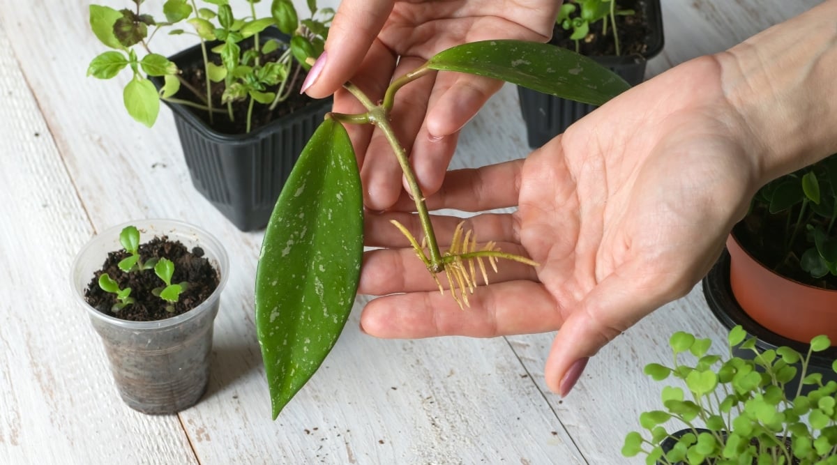 A hand gently cradles a cutting of Hoya bella, showcasing its potential for growth and new beginnings. Placed on a wooden surface, the cutting is surrounded by several potted plants, each with unique textures and patterns, creating an inviting and diverse environment.