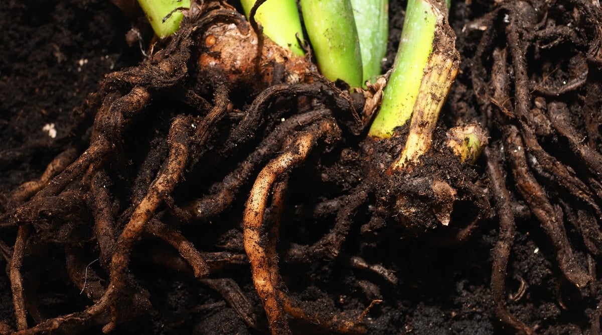 Uprooted plant with damaged roots due to pest infestation, revealing the impact of pests on the plant's root system.