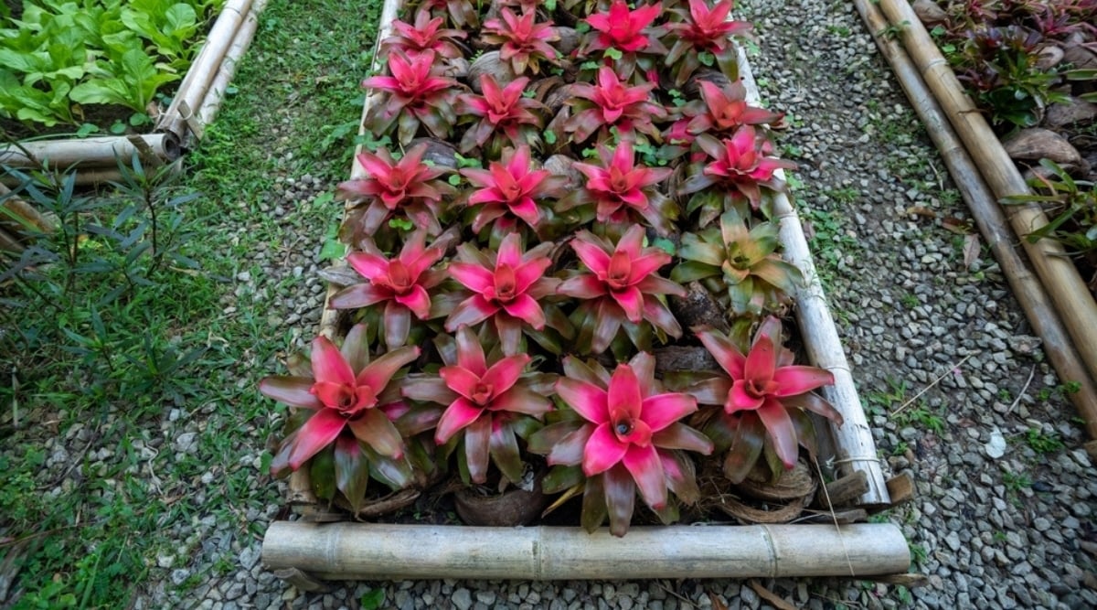 Rows of Pink Tropical Plants