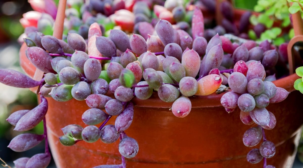 Close-up of a growing Othonna capensis 'Ruby Necklace' plant in a terracotta hanging pot in a garden. The succulent has thin purple hanging stems on which grow bean-shaped leaves of purple-burgundy color.