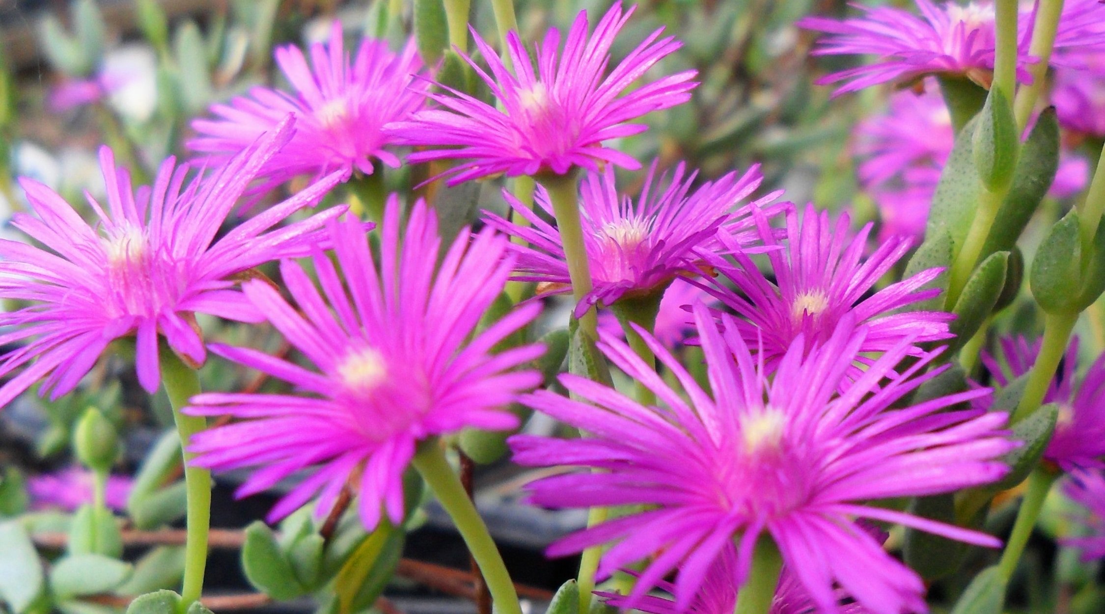 Shrubby Ice Plants have vibrant pink-purple flowers. Its stalks are covered in tiny, fleshy green leaves that are cylindrical in shape.