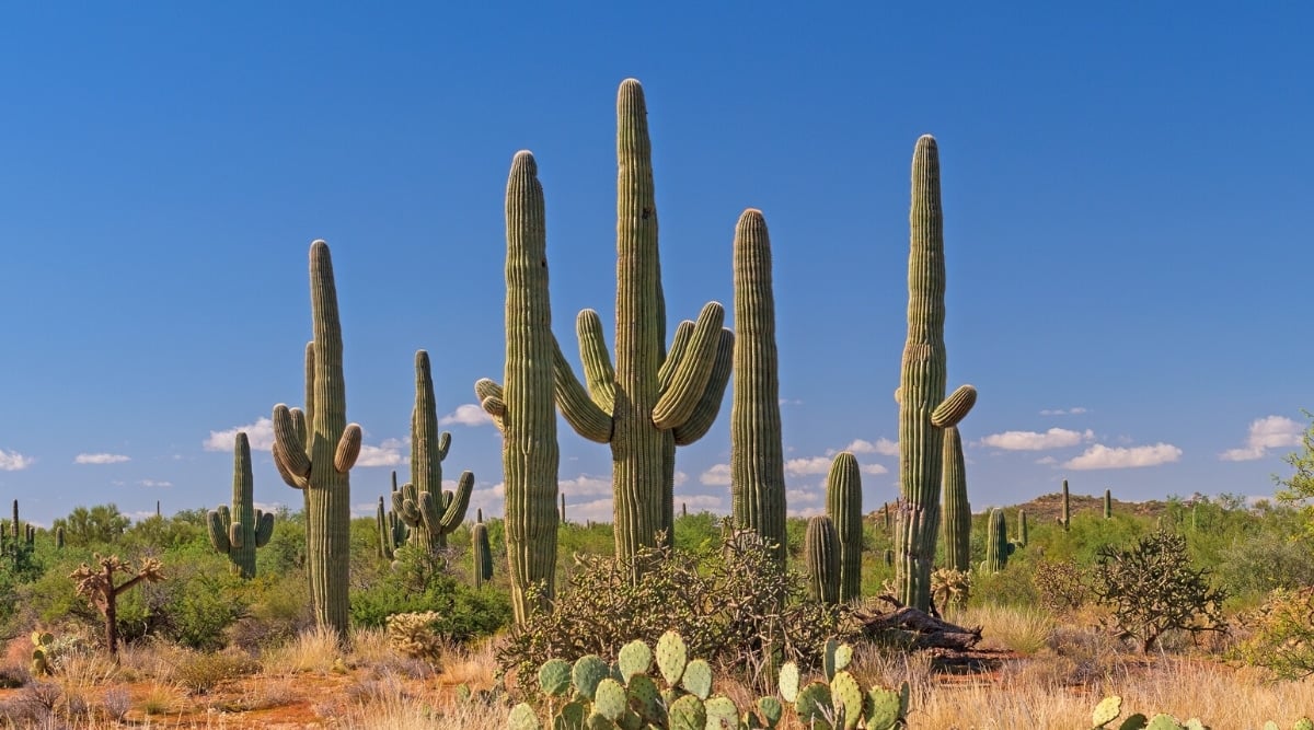 Saguaro cacti in a national park