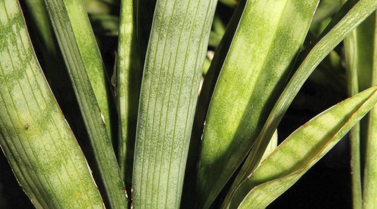 Dracaena Burmanica