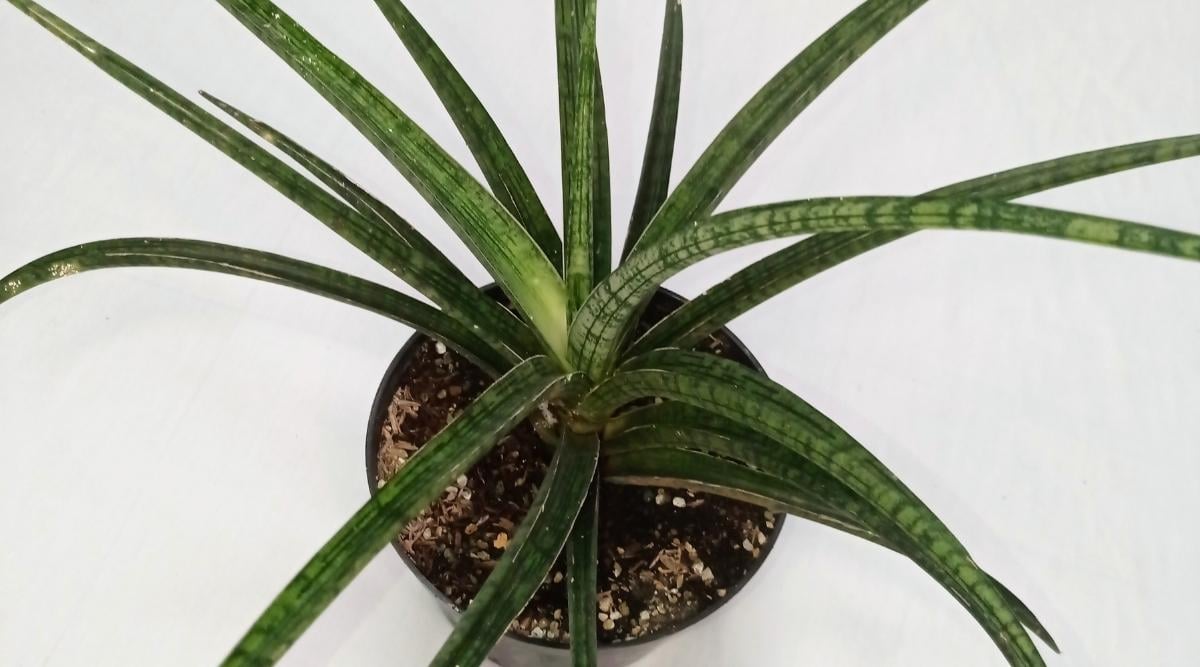 Dracaena Canaliculata