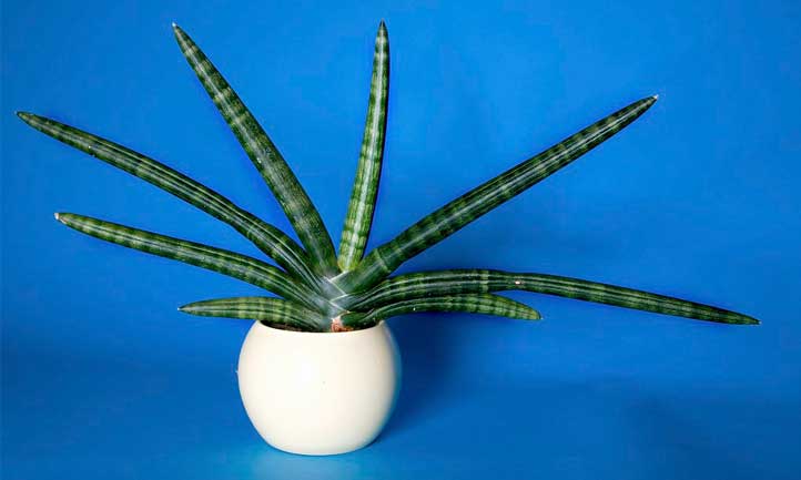 Sansevieria cylindrica looks quite a bit different from other snake plant varieties.