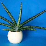 sansevieria-cylindrica