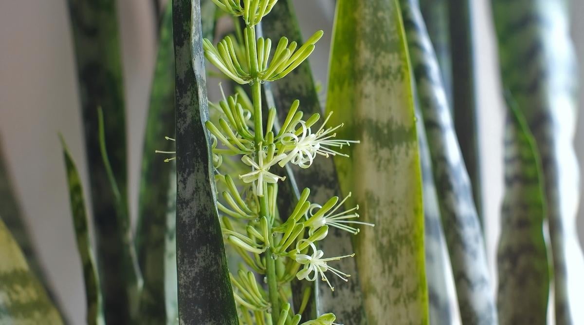 Dracaena hyacinthoides