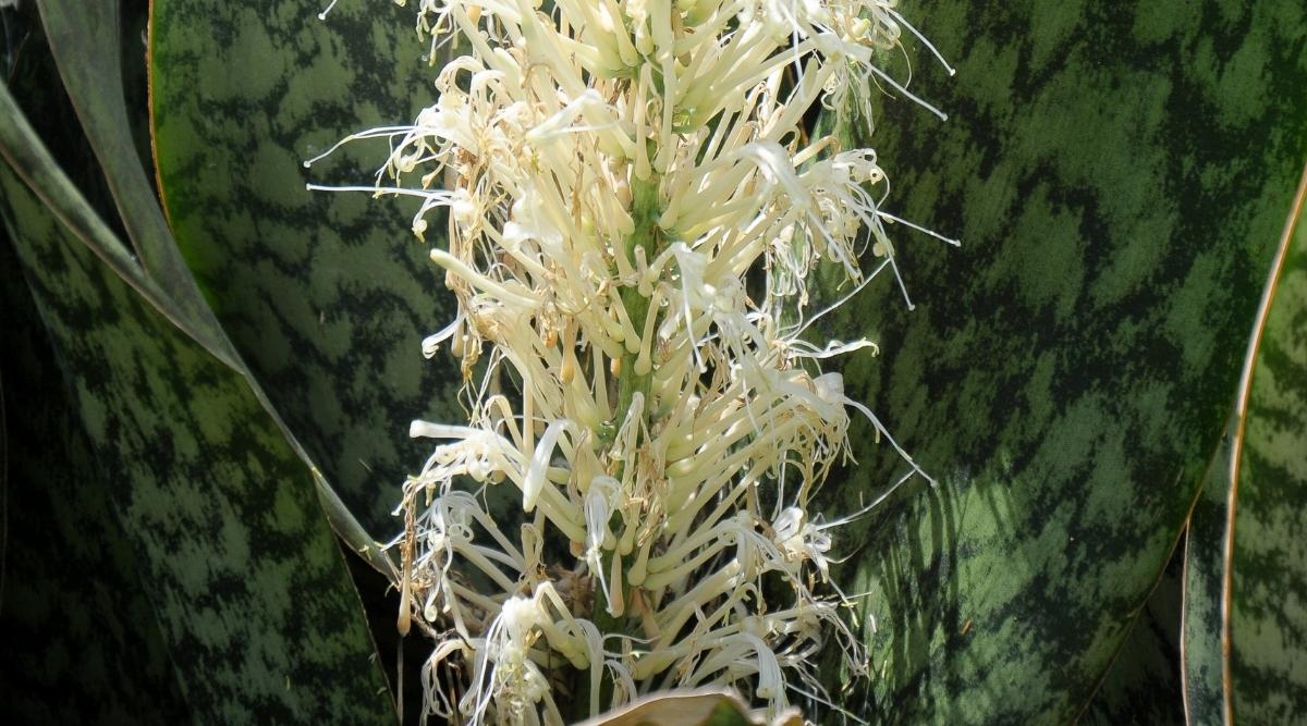 Dracaena Liberica