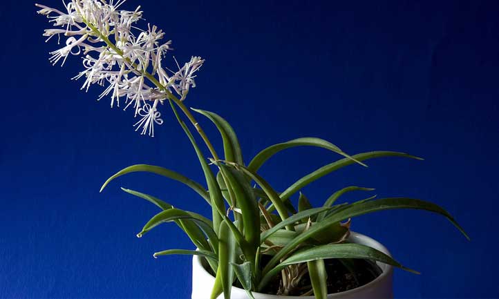 The flower spike on this plant is simply gorgeous.