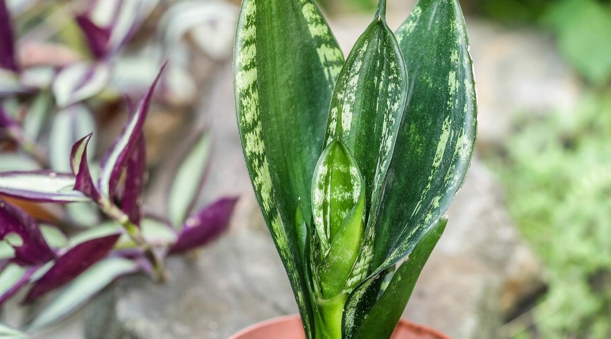 Dracaena Trifasciata 'Whitney'