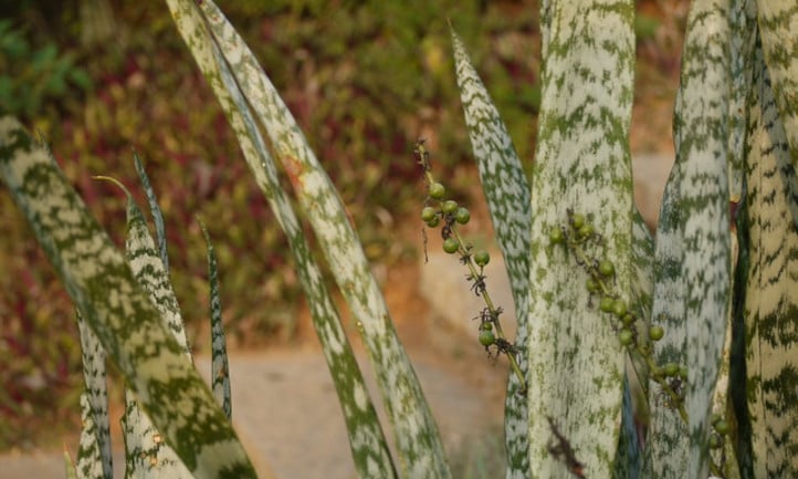 Sansevieria trifasciata