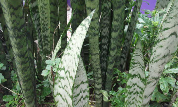 Sansevieria zeylanica