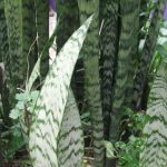 sansevieria-zeylanica