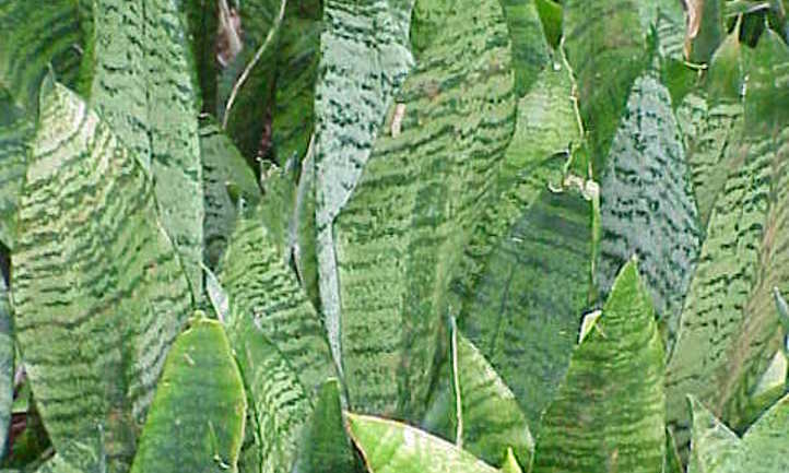 Sansevieria zeylanica var. Hahnii