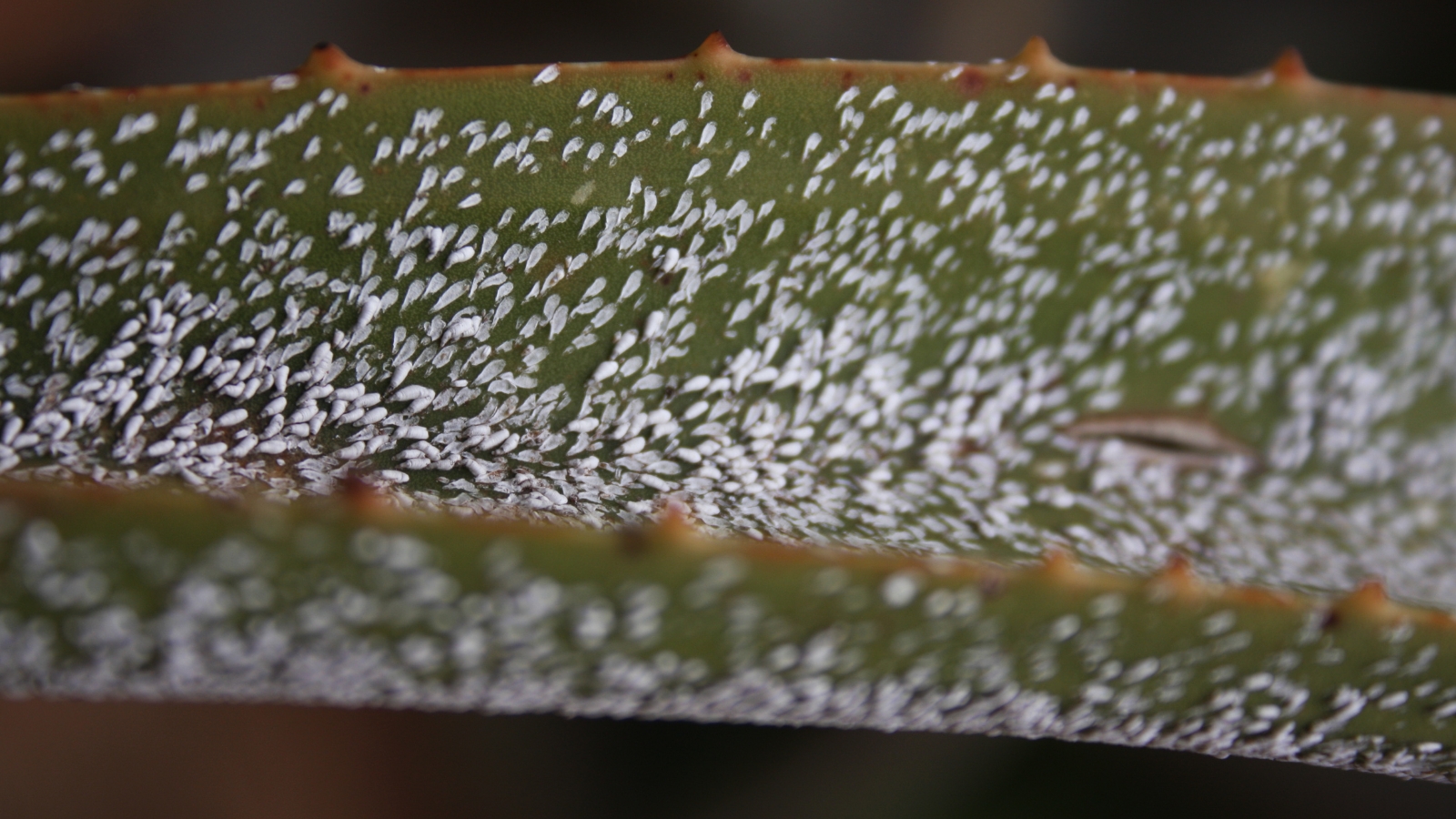 Close up of a thick, green leaf with tiny white bugs completely covering the surface and underside.