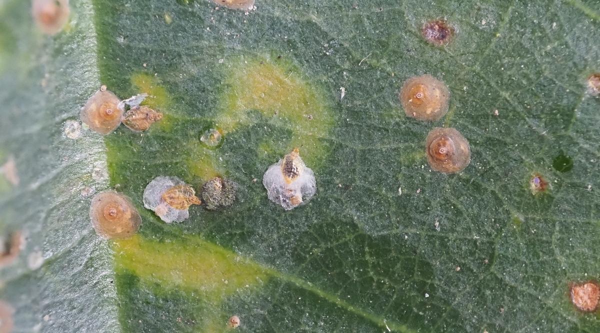 Scale infestation on plant