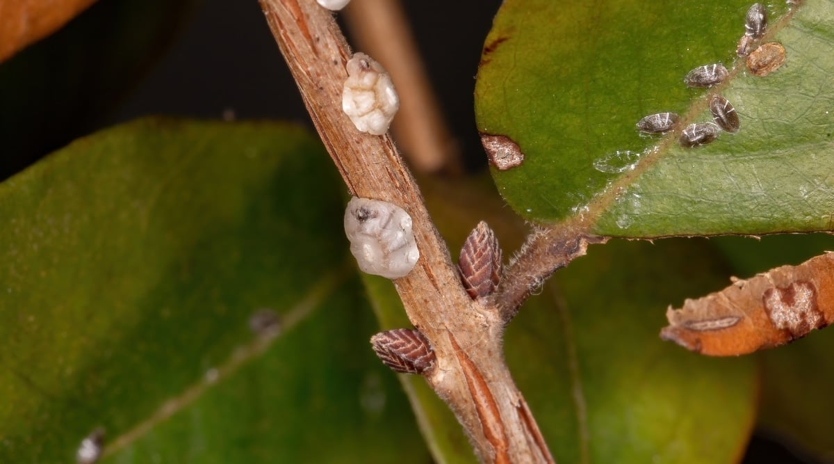 Close up of a brown stem with green leaves growing from it. The stem and leaves have tiny bugs that look like they have a shell over them. The two bugs on the stem are whitish gray in color. The bugs on the green leaf are darker in color.